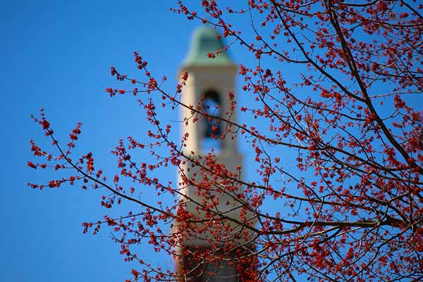 beta bell tower with tree branch buds in front 