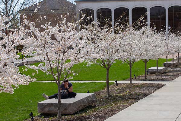 white blossoms on trees lining the arts plaza
