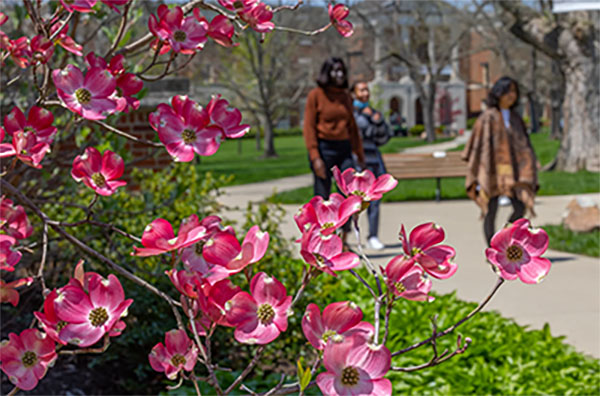 dogwood blossoms and 3 students walk near irvin Hall