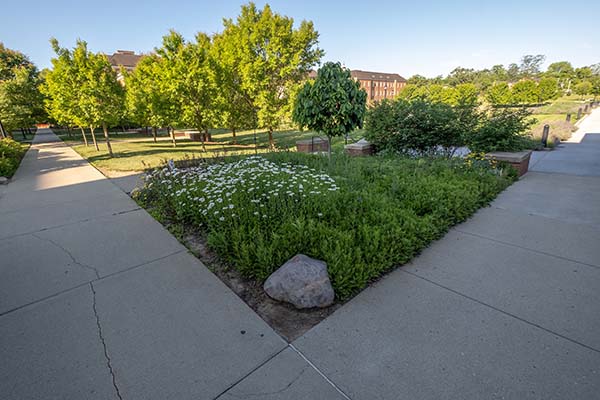 pollinator garden with engineering building in the background