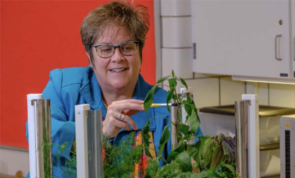 Nancy Parkinson trims a tall herb plant in the Phillips Hall test kitchen 