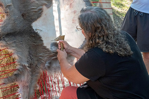 Miami Tribe of Oklahoma Cultural Resources Officer Julie Olds scraping the hair from a White tailed deer hide at the Reclaiming Stories second learning lab in the summer of 2023. Photo by Doug Peconge, Miami Tribe of Oklahoma.