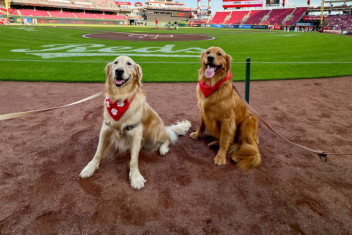 Ivy and Newton participate in the Cincinnati Reds' Bark in the Park event at Great American Ball Park.