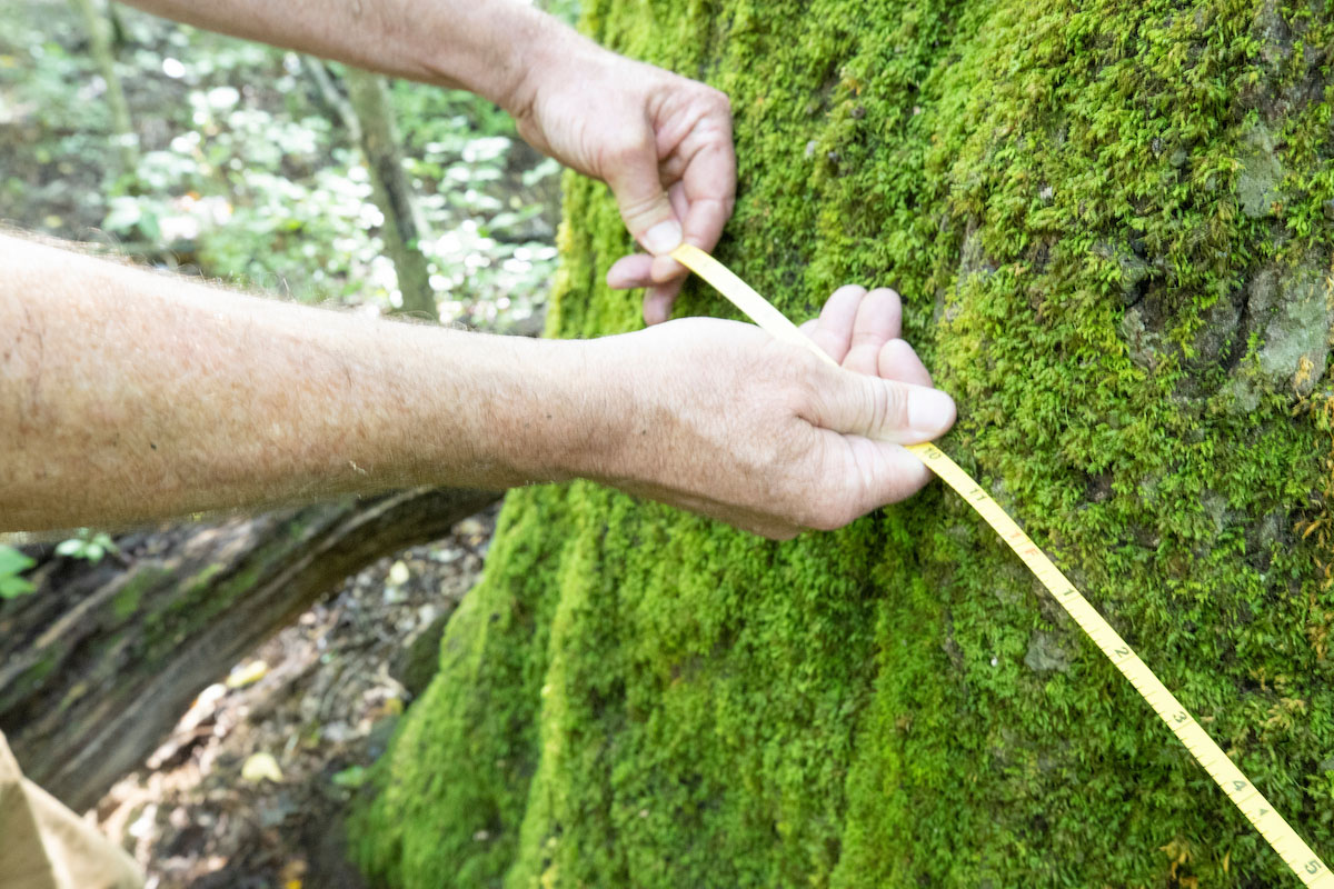A pair of hands holds a measuring tape around the moss-covered trunk of a large white oak 